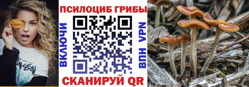 магазин продажи наркотиков  Волосово  Галлюциногенные грибы MAGIC MUSHROOMS 